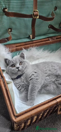 British Shorthair cats (READY NOW) Show Quality Champions 🥇🏆BSH GCCF - Advert 6