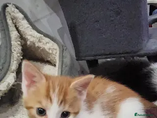 Mixed Breed cats Two female kittens - Advert 1