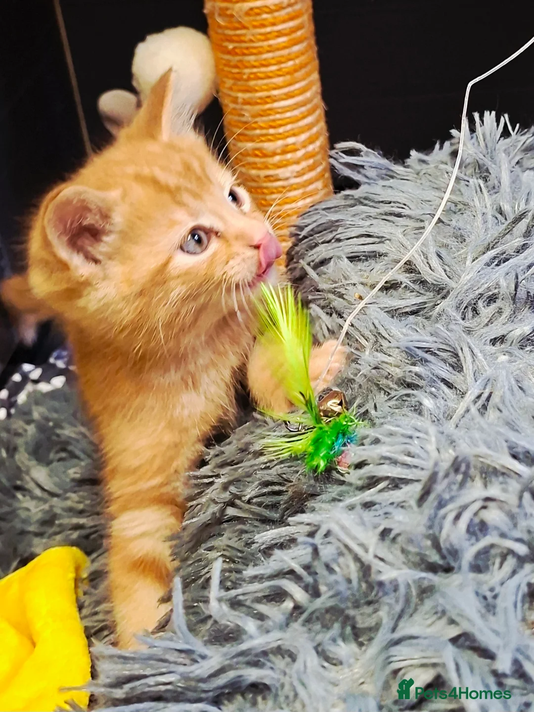 Mixed Breed cats for sale: 4 beautiful kittens for sale - Advert 2