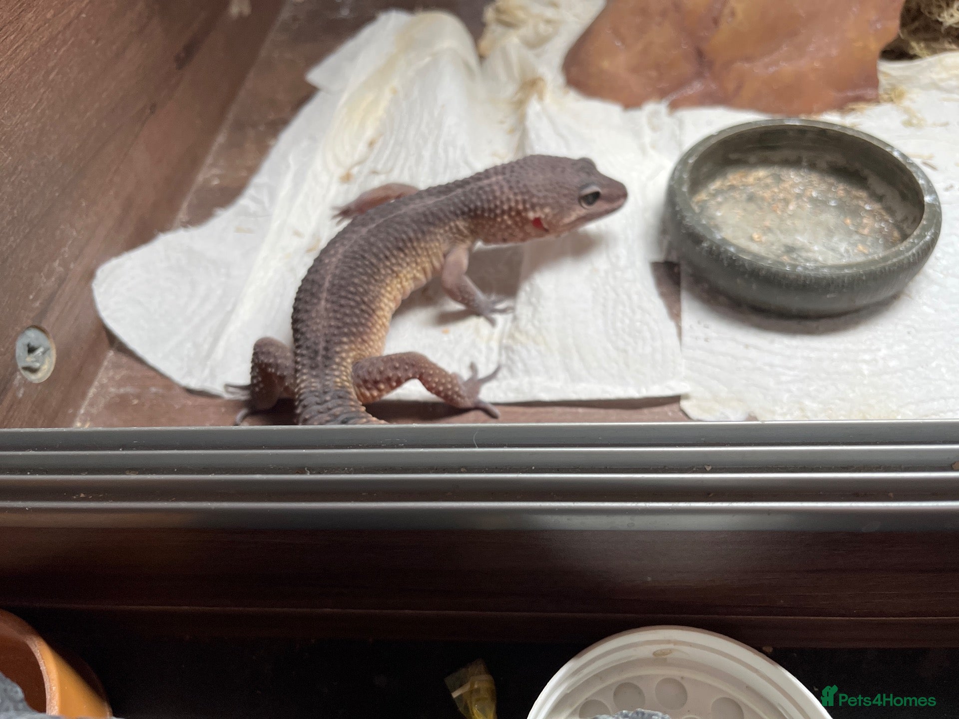 Leopard Gecko reptiles Black night line leopard ghecko - Advert 3