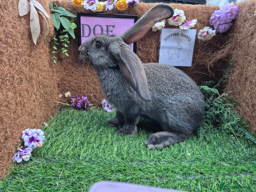 Continental Giant rabbits for sale: Pure Continental Giant Vaccinated  - Image 29