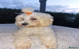 Maltipoo dogs for sale: Olivia M - Image 16