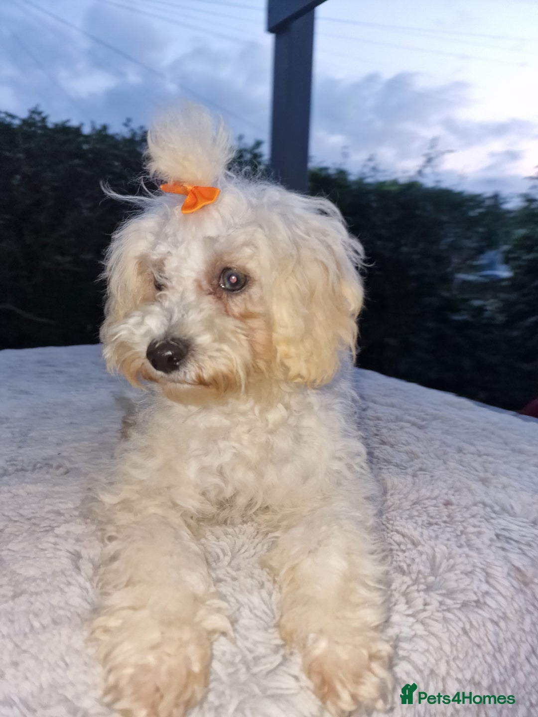 Maltipoo dogs for sale: Olivia M - Image 16