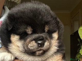 Japanese Shiba Inu dogs KC reg Shiba Inu girl, fully vaccinated 💖 - Advert 5