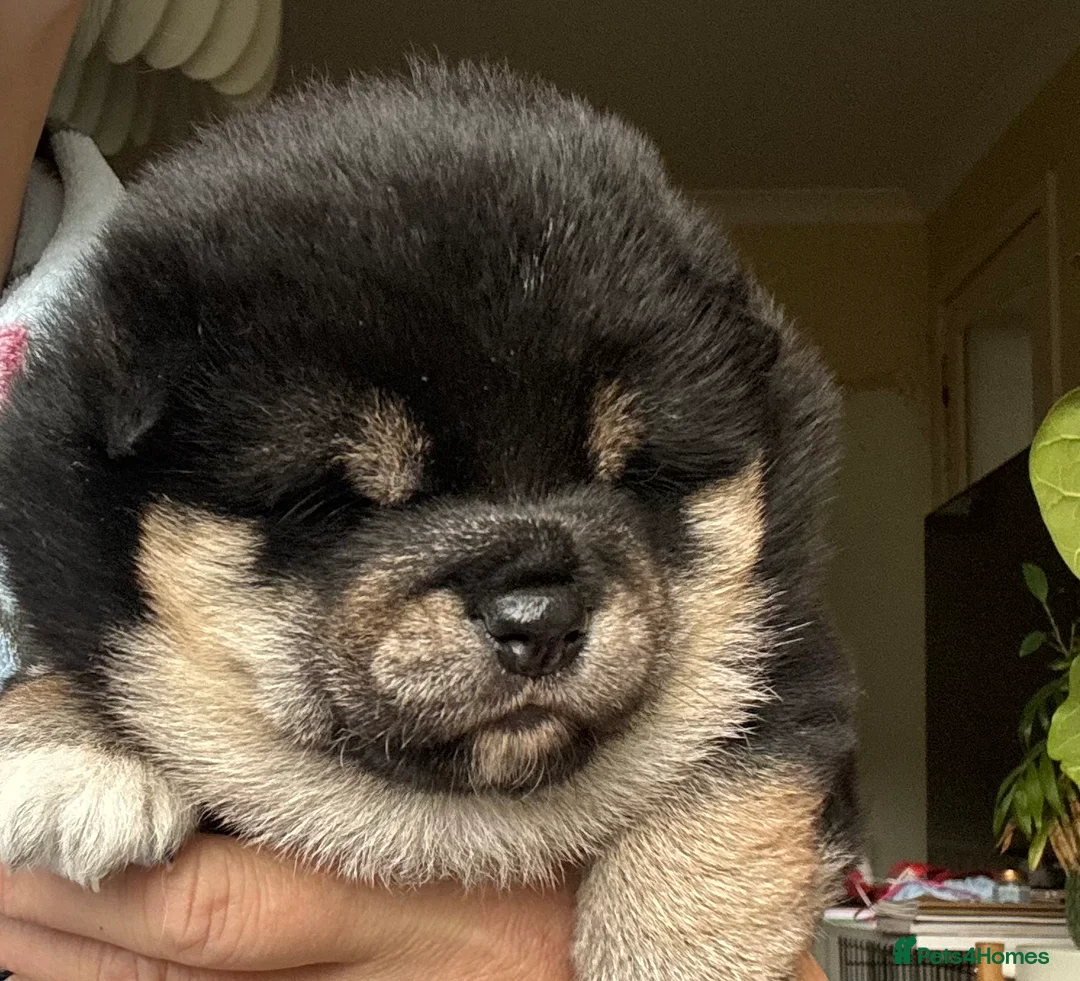 Japanese Shiba Inu dogs for sale: 10 weeks old KC Black/Tan Boy 💖 - Advert 16
