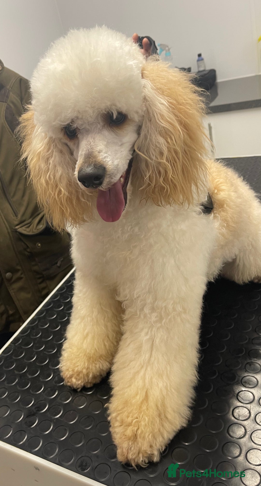 Miniature Poodle dogs for stud: HEALTH TESTED Kc Registered Miniature Poodle STUD in Doncaster - Image 11