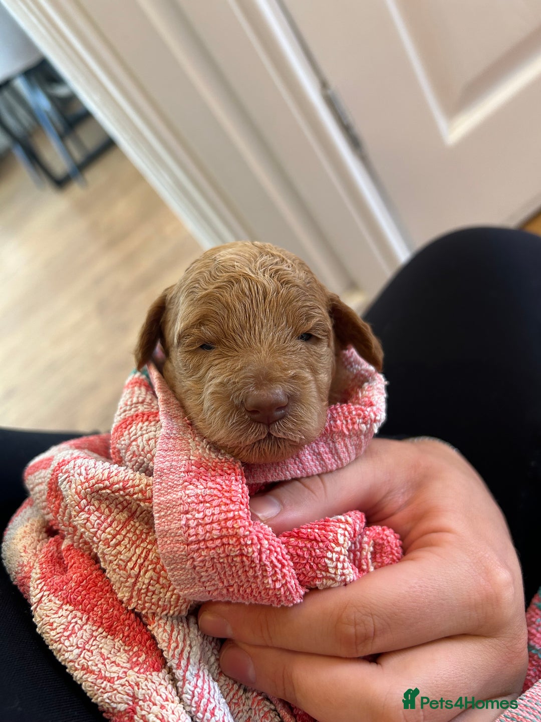 Cavapoo dogs for sale: Cavapoo Puppies for Sale - Image 17