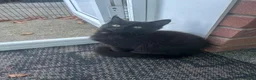 Mixed Breed cats for sale: 3 little beauties ready for their forever homes - Advert 5