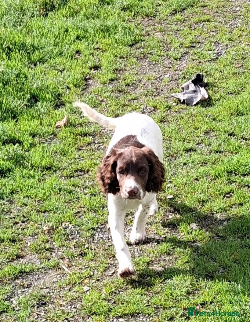 English Springer Spaniel dogs Gorgeous English Springer Spaniels Puppies - Advert 18
