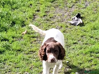 English Springer Spaniel dogs Gorgeous English Springer Spaniels Puppies - Advert 18