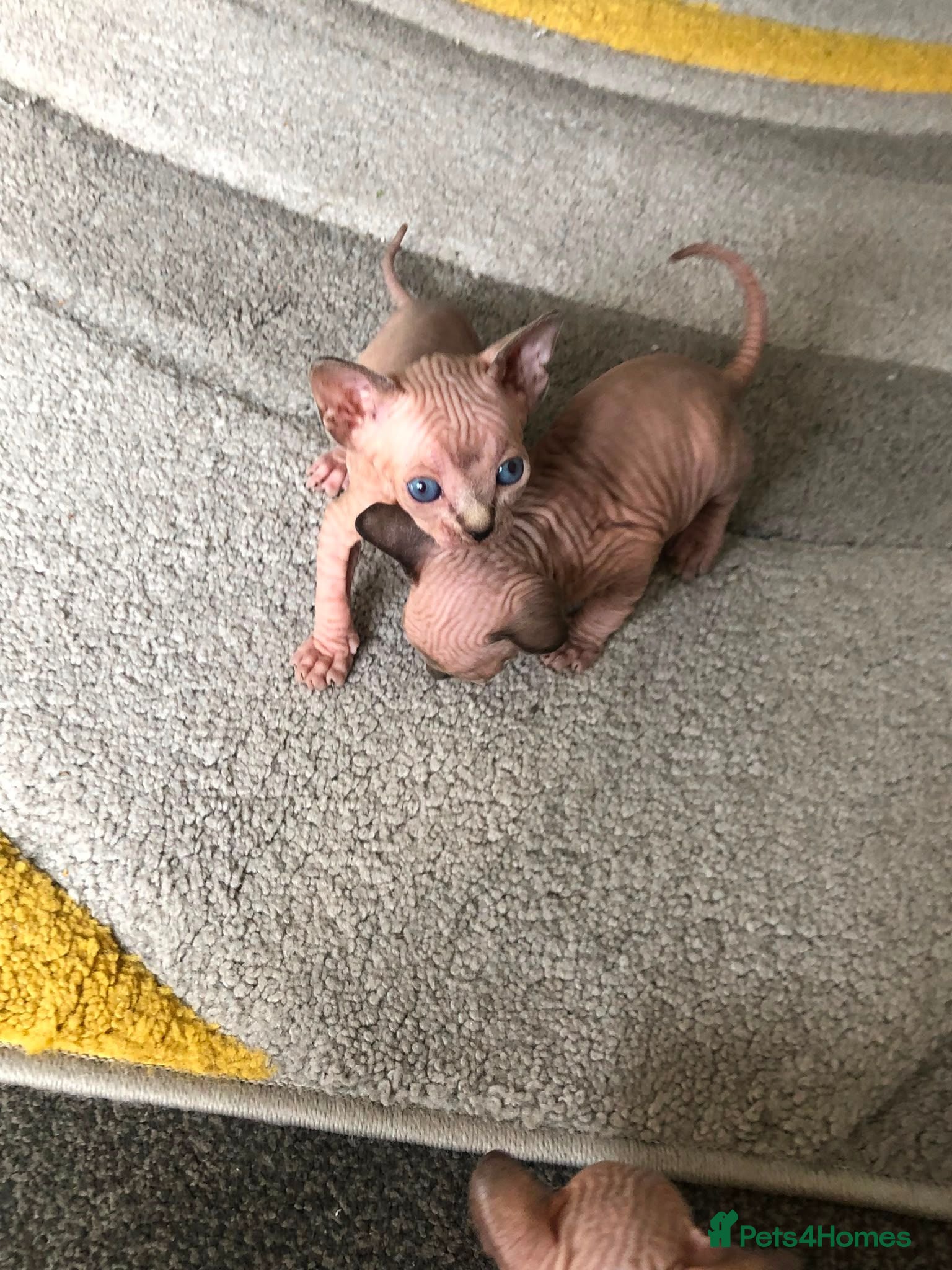 Sphynx cats 2 x sphynx female kittens  - Advert 1