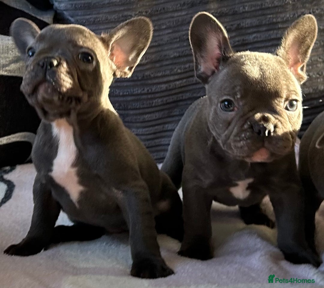 French Bulldog dogs for sale: 4 Solid Blue French Bulldog Girls - Advert 14