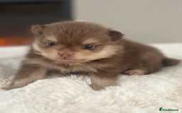 Pomeranian dogs for sale: Pomeranian puppy’s Blk&Tan Choc&Tan 🖤🧡🤎 - Image 7