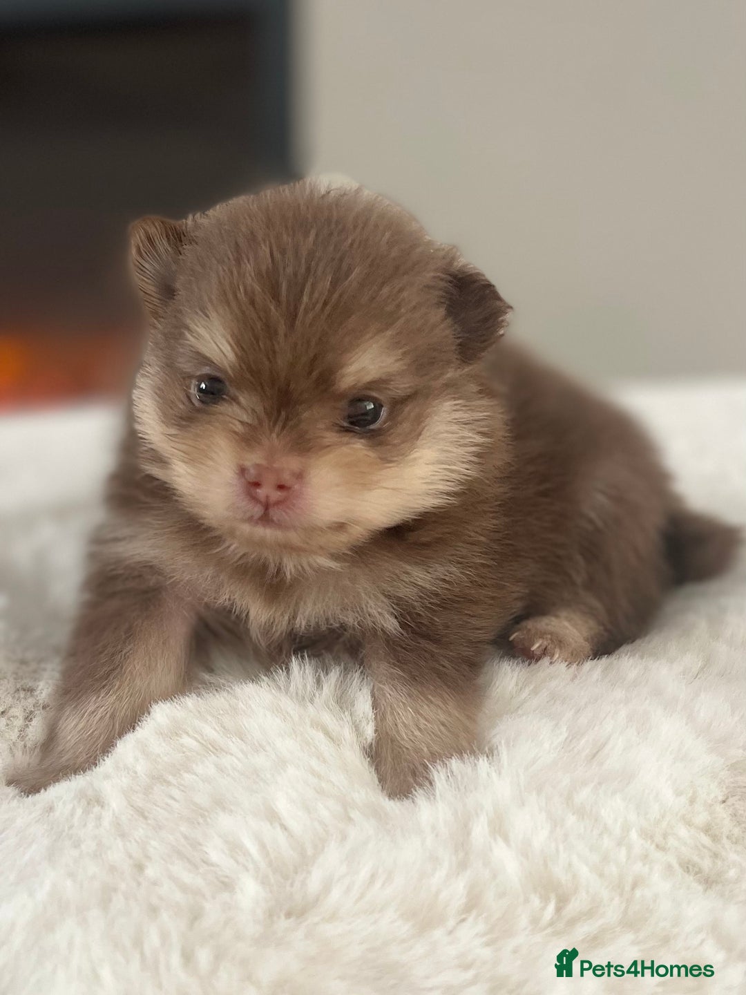 Pomeranian dogs for sale: Pomeranian puppy’s Blk&Tan Choc&Tan 🖤🧡🤎 - Image 7