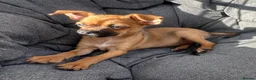 Mixed Breed dogs for sale: Border terrier x Jack Russell boy pup  in Harlow - Advert 6