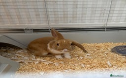 Harlequin rabbits for sale: Harlequin x mini lop  - Image 1