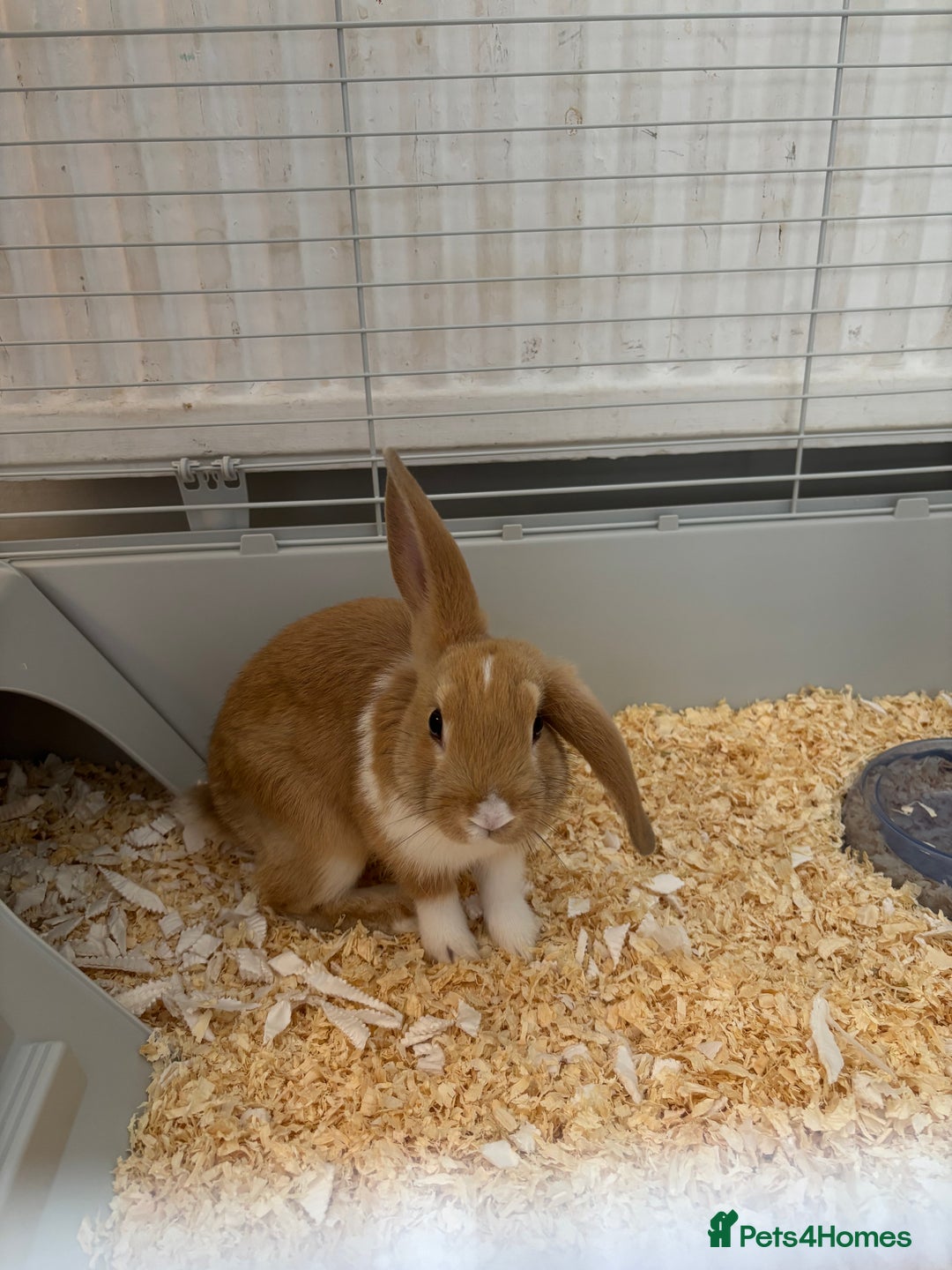 Harlequin rabbits for sale: Harlequin x mini lop  - Image 1