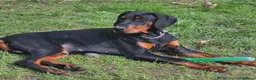 Dobermann dogs for sale: 8 Month Old Doberman - Advert 1