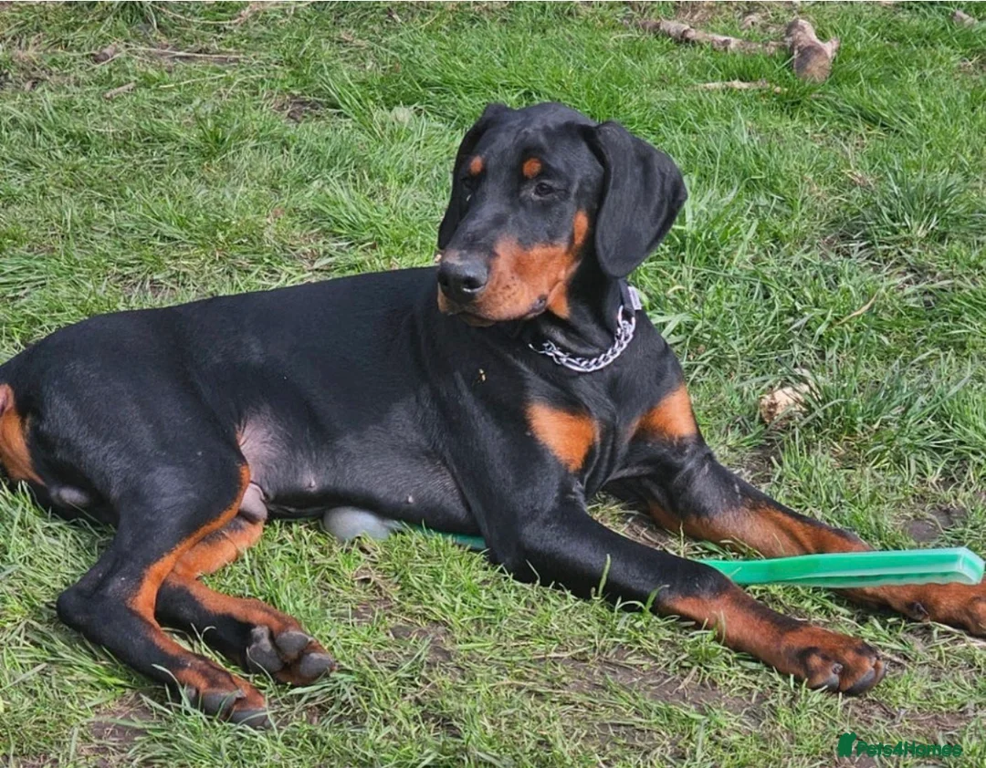 Dobermann dogs for sale: 8 Month Old Doberman - Advert 1
