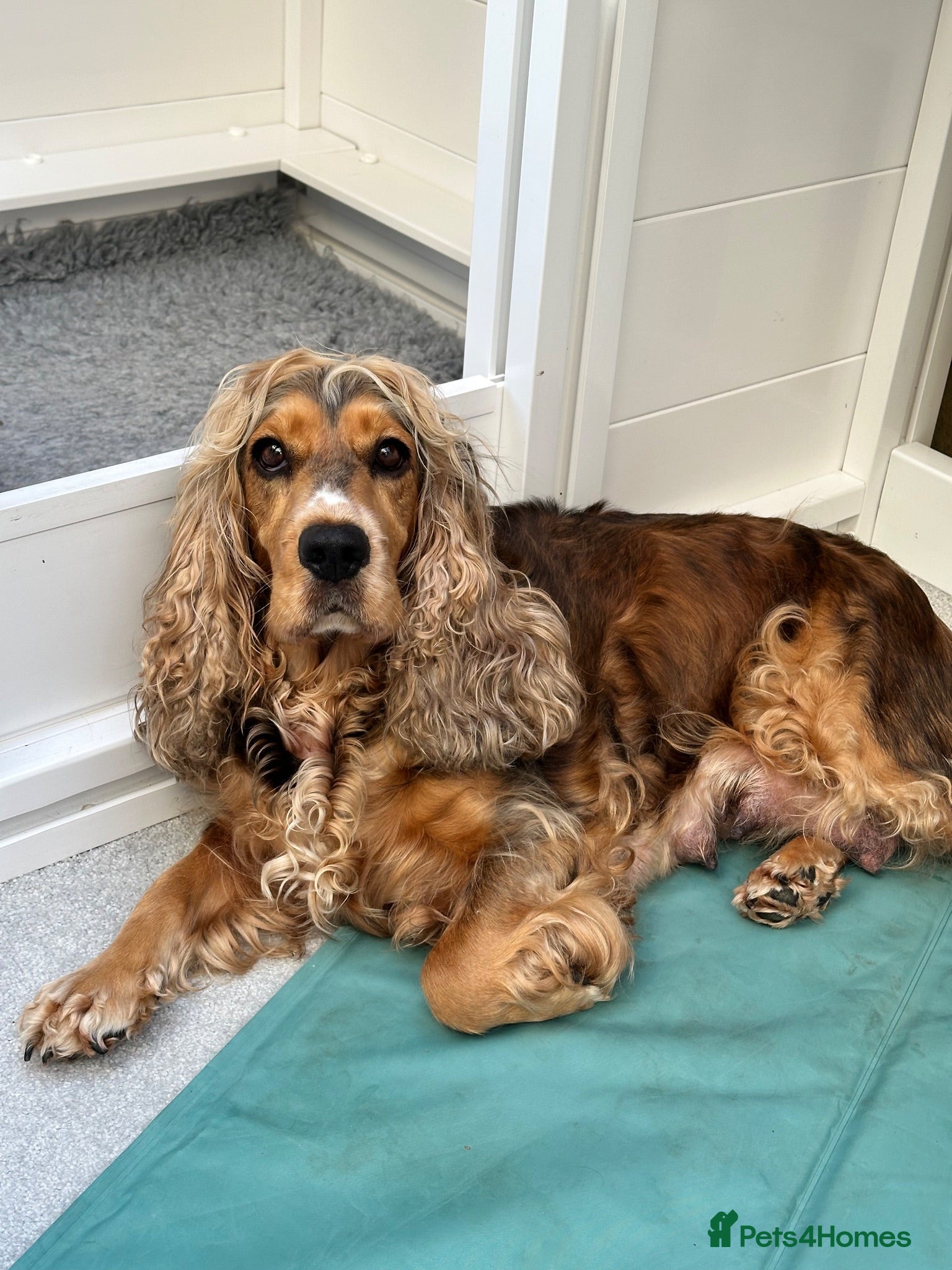 Cocker Spaniel dogs Beautiful show cocker spaniel puppies - Advert 2