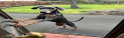 Dobermann dogs for sale: 9 month old female blue Doberman  - Advert 9