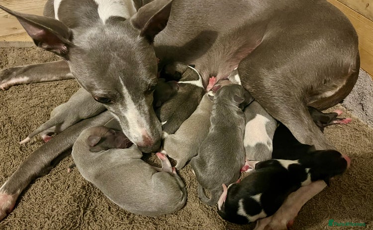 Whippet dogs - Advert 8