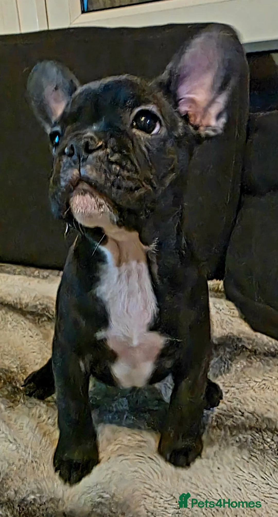 French Bulldog dogs for sale: Beautiful French bulldog  - Advert 20