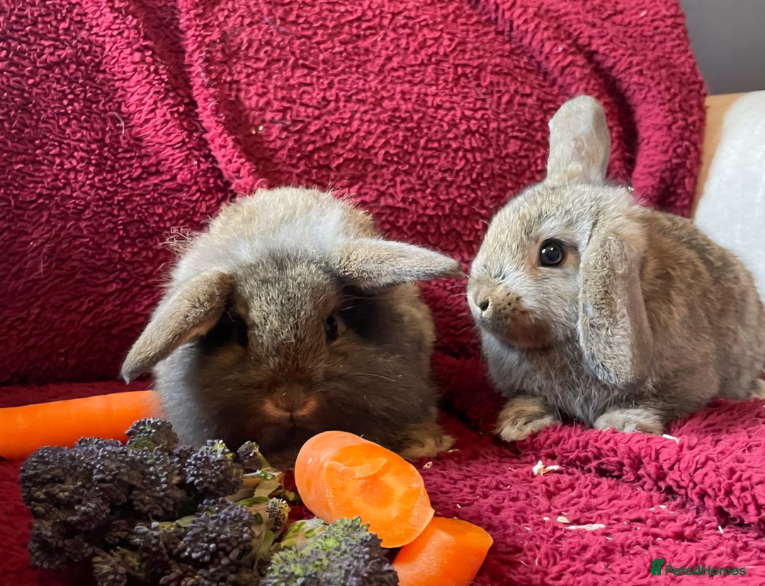 Mixed Breed rabbits for sale: Minilop, lionhead and mixed breed baby rabbits. - Image 9