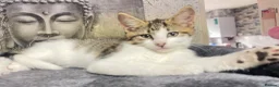 Norwegian Forest Cat cats for sale: Norwegian Forrest Cat mix bread  - Advert 16