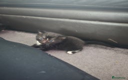 Domestic Shorthair cats for sale: Kittens  - Image 2