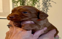 Cocker Spaniel dogs for sale: Stunning Litter of Red Cocker Spaniels  - Advert 13