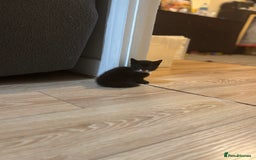 Mixed Breed cats for sale: 2 female + 2 male kittens  - Image 6