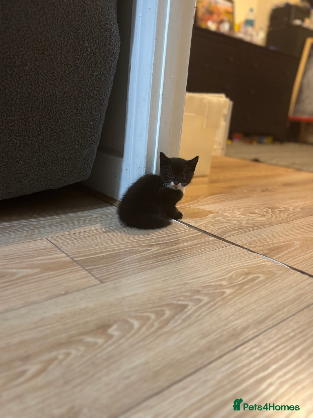 Mixed Breed cats for sale: 2 female + 2 male kittens  - Image 6