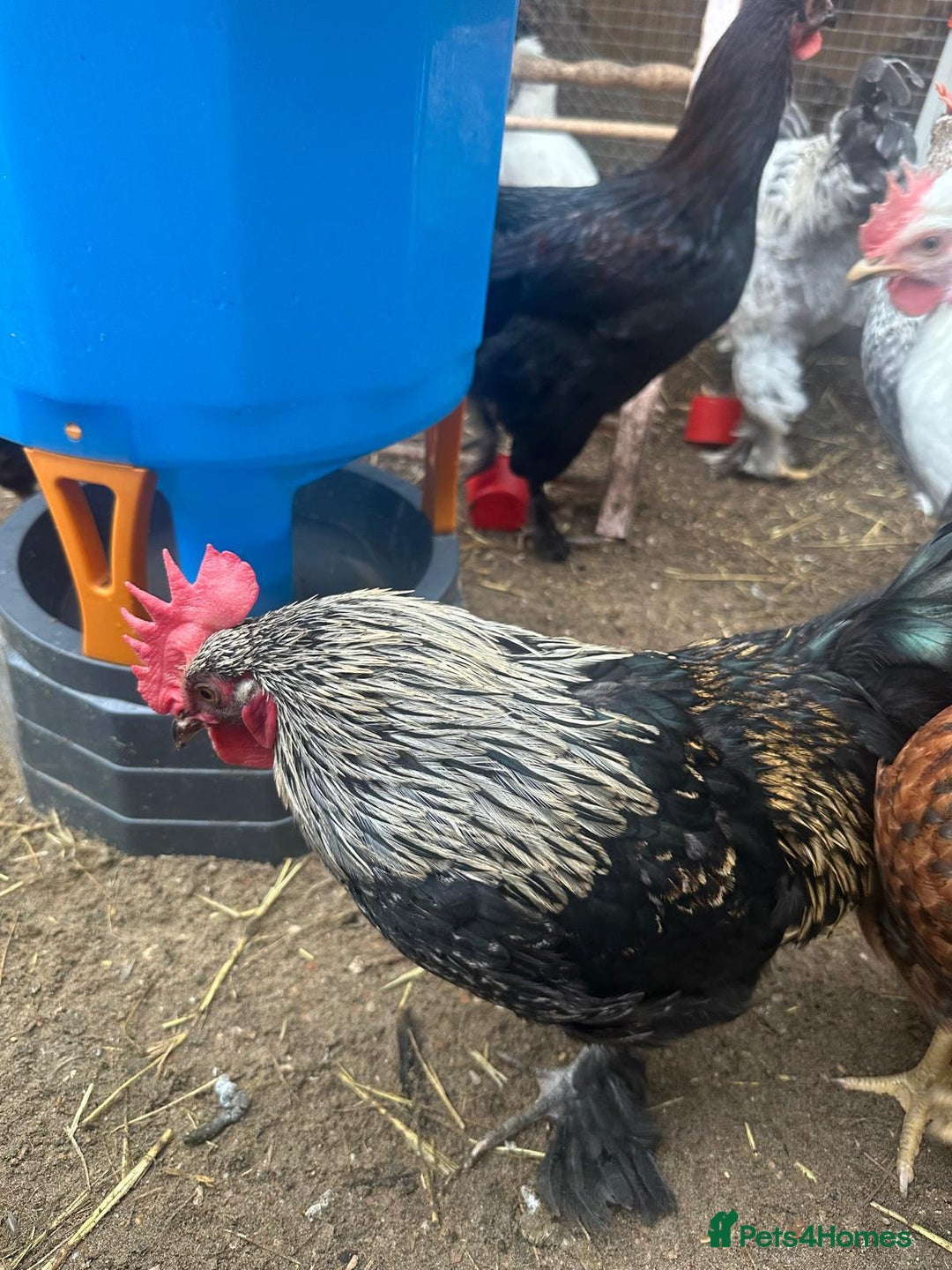 Chickens poultry for sale: roosters for free  - Advert 1