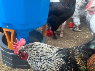 Chickens poultry roosters for free - Advert 1