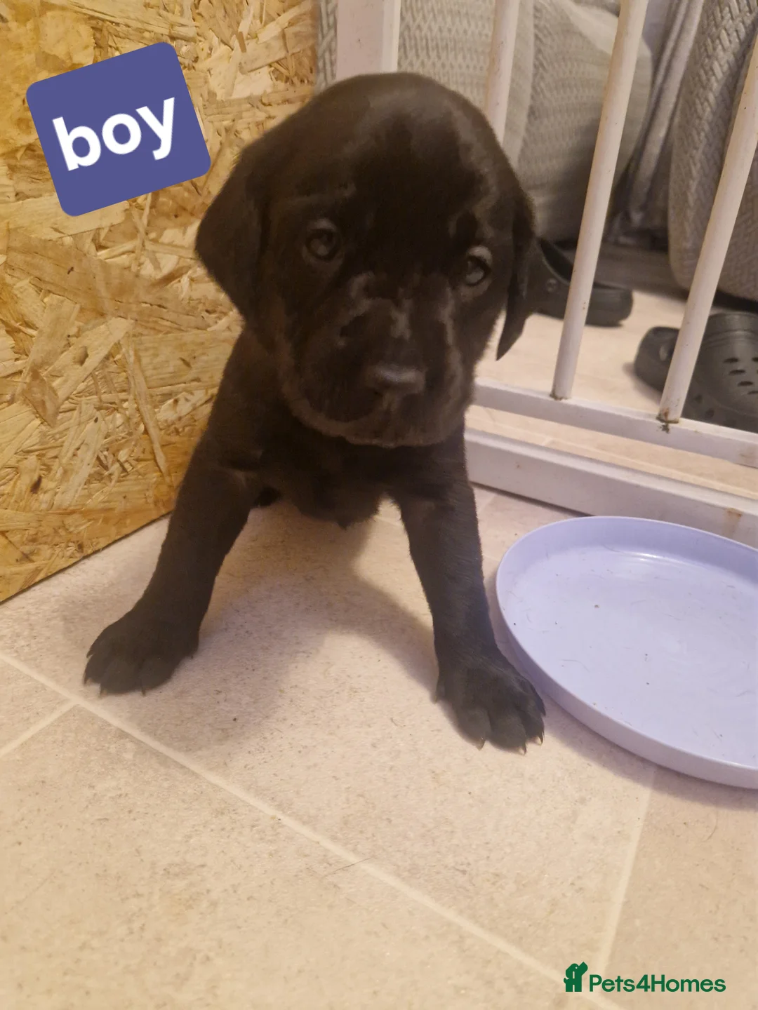 Labrador Retriever dogs for sale: Labrador puppies  - Advert 15