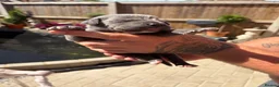 Cane Corso dogs for sale: 10 stunning purebred cane corse puppies  in Canterbury - Advert 24