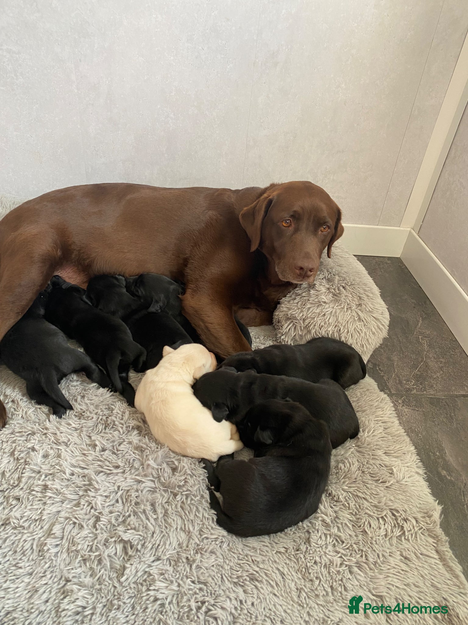 Labrador Retriever dogs Stunning Labrador puppies - Advert 3