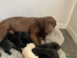 Labrador Retriever dogs Stunning Labrador puppies - Advert 3