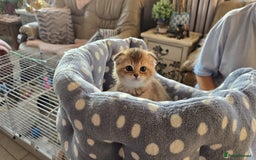 Scottish Fold cats for sale: British shorthair and Scottish fold - Image 4