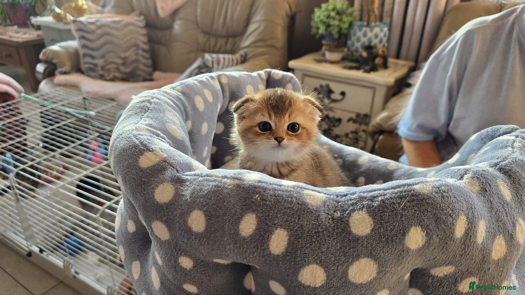 Scottish Fold cats for sale: British shorthair and Scottish fold - Image 4