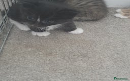 Bengal cats for sale: Bengal crossed tabby ready now  - Image 4