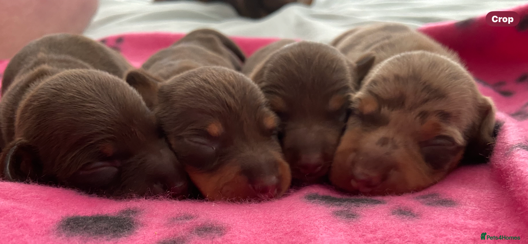 Miniature Dachshund dogs for sale: Miniature Dachshunds - Image 9