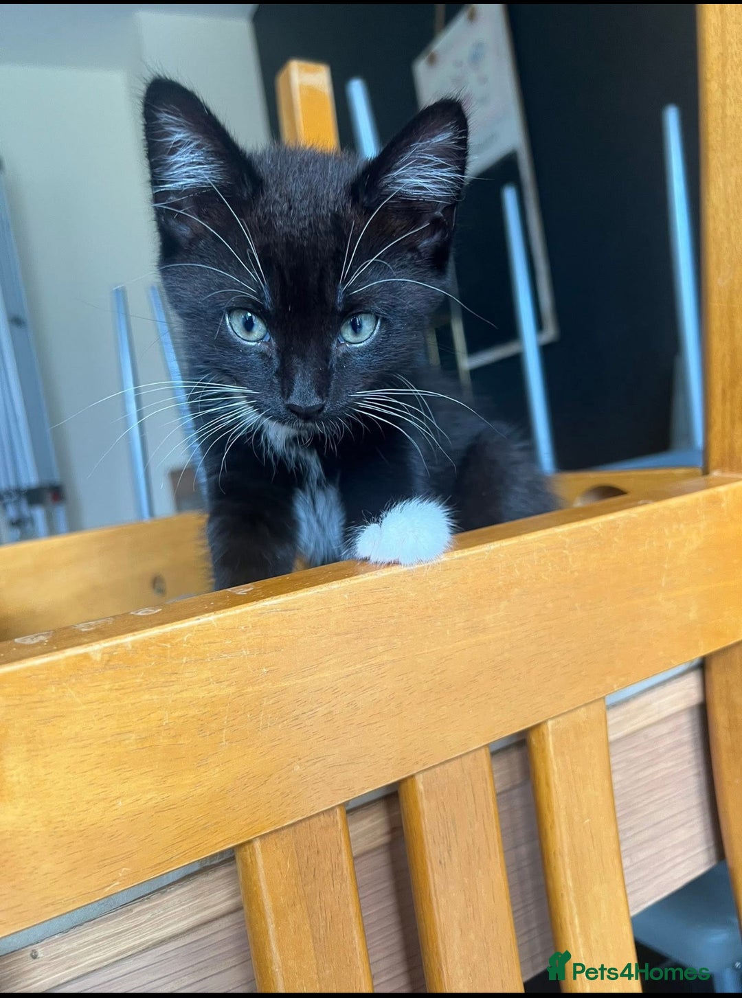 Mixed Breed cats for sale: 3 kittens for sale  - Image 9