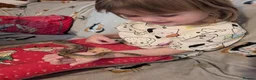 Corn Snake reptiles for sale: Lovely Corn Snake  - Advert 7