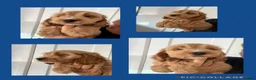 Cockapoo dogs for sale: Exceptional F1 health tested cockapoo puppies  - Advert 9