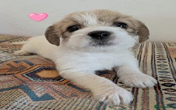 Cavachon dogs for sale: Cavachon Puppies - excellent example!  - Image 6