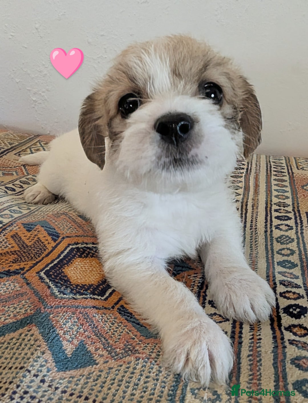 Cavachon dogs for sale: Cavachon Puppies - excellent example!  - Image 6
