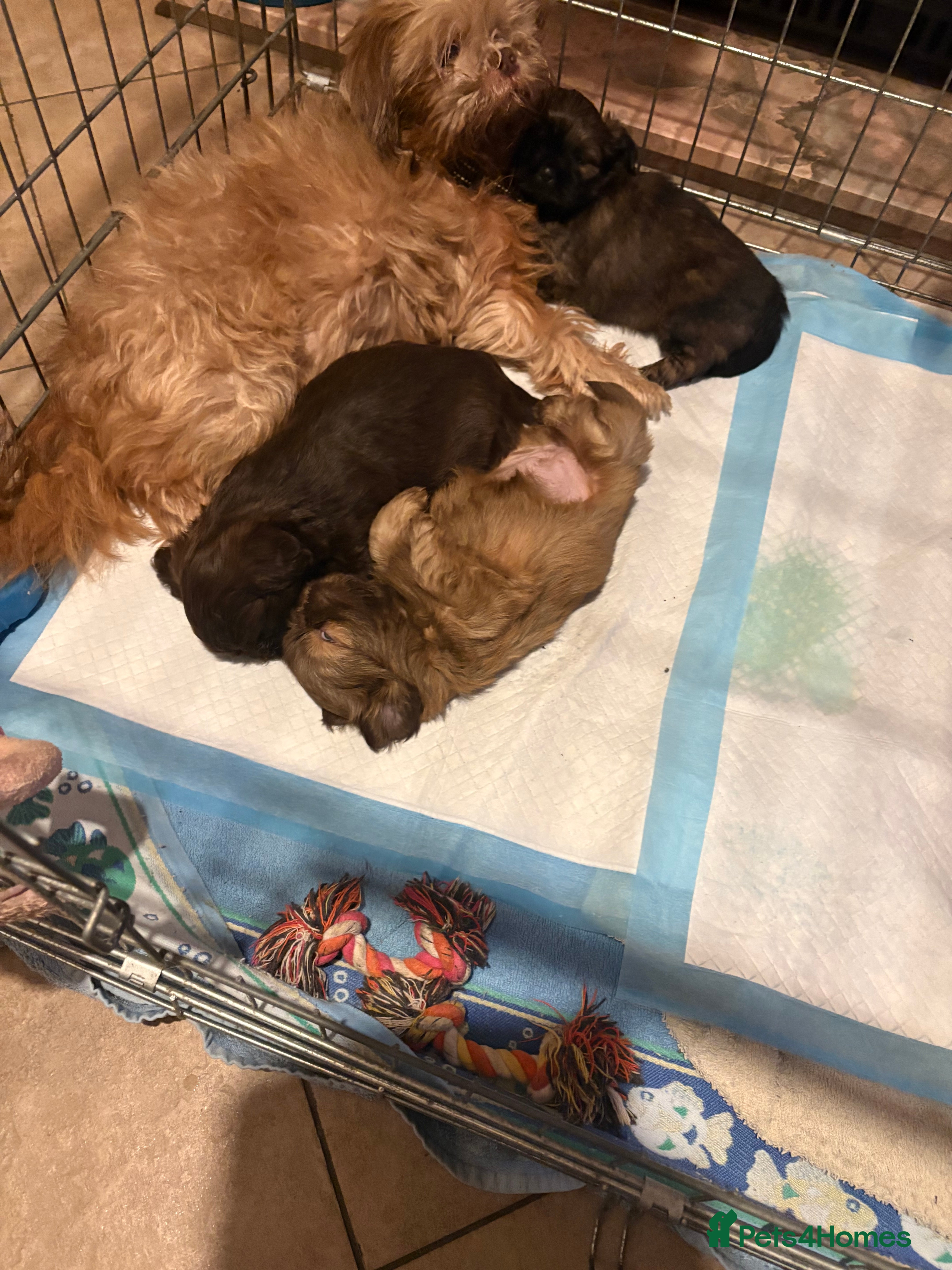 Shih Tzu dogs Karashishi shih tzu - Advert 12