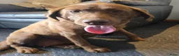 Labrador Retriever dogs for sale: 8 Beautiful Chocolate Labrador Puppies in Ingatestone - Advert 10
